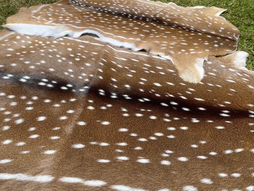 Chital Deer Skin