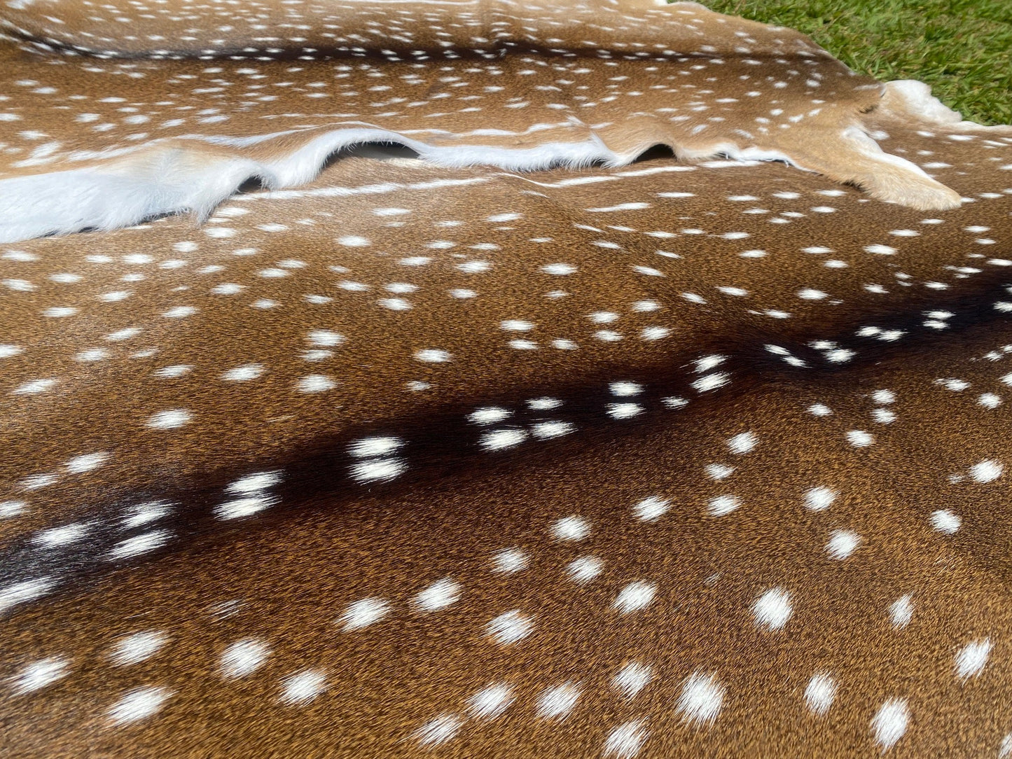 Chital Deer Skin